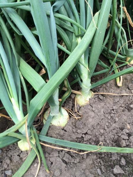 きたやさいブログ きたやさい ホクレン農業協同組合連合会