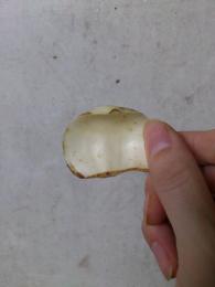 きたやさいブログ きたやさい ホクレン農業協同組合連合会