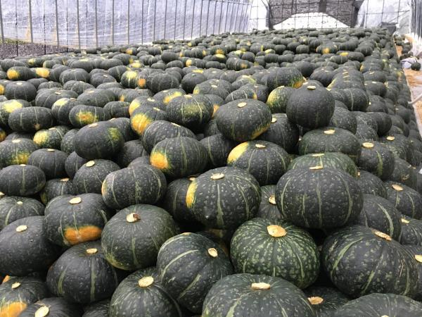 きたやさいブログ きたやさい ホクレン農業協同組合連合会