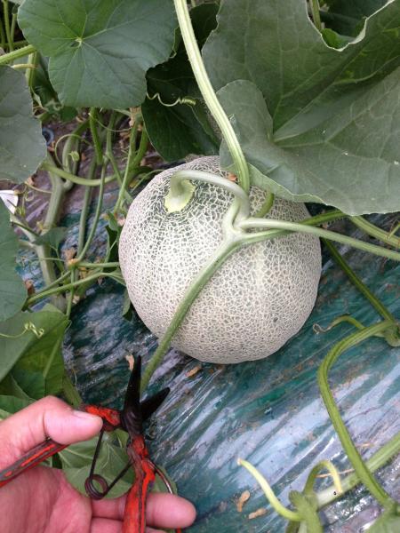 きたやさいブログ きたやさい ホクレン農業協同組合連合会