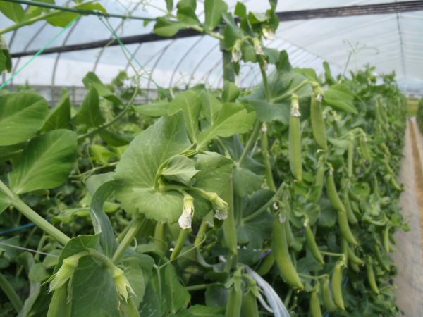 きたやさいブログ きたやさい ホクレン農業協同組合連合会