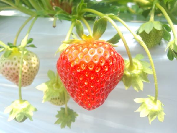 きたやさいブログ きたやさい ホクレン農業協同組合連合会