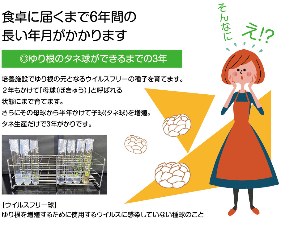 食卓に届くまで6年間の
長い年月がかかります
◎ゆり根のタネ球ができるまでの3年
培養施設でゆり根の元となるウイルスフリーの種子を育てます。
２年もかけて「母球（ぼきゅう）」と呼ばれる
状態にまで育てます。
さらにその母球から半年かけて子球(タネ球)を増殖。
タネ生産だけで3年がかりです。
【ウイルスフリー球】
ゆり根を増殖するために使用するウイルスに感染していない種球のこと