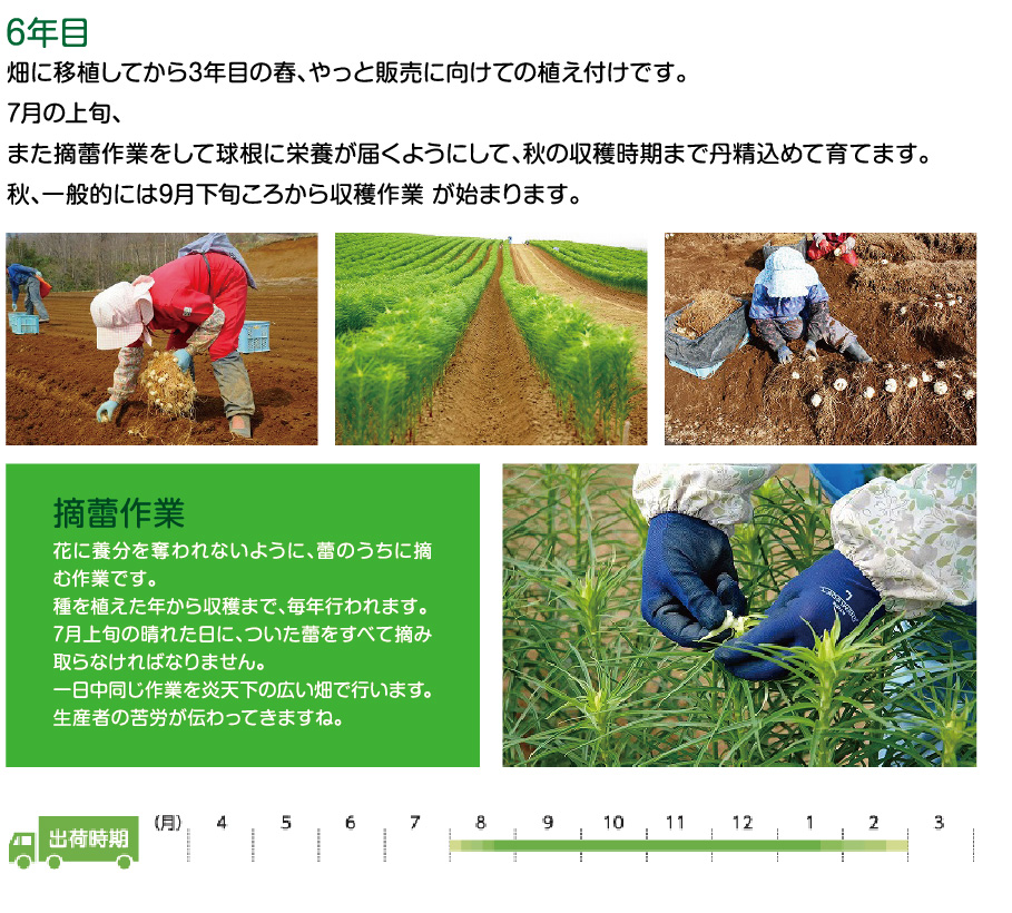 6年目
畑に移植してから3年目の舂、やっと販売に向けての植え付けです。
7月の上旬、
また摘蕾作業をして球根に栄養が届くようにして、秋の収穫時期まで丹精込めて育てます。
秋、一般的には9月下旬ころから収穫作業 が始まります。